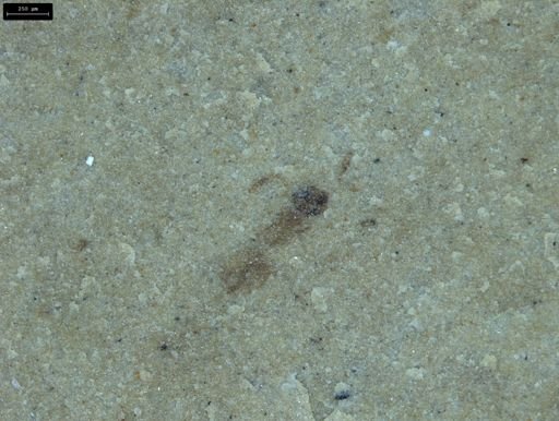 undet. Insecta