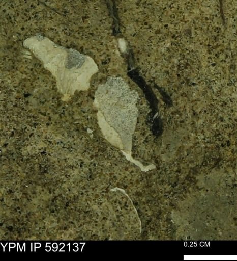 Bivalvia?