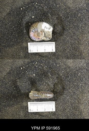 Jeletzkytes nebrascensis