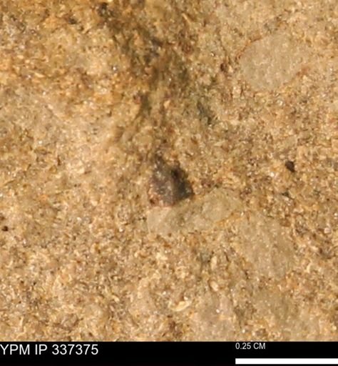 undet. Mollusca