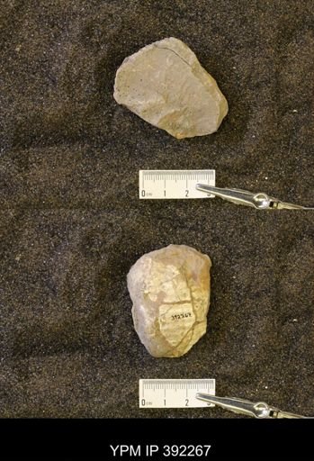 undet. Scaphitidae