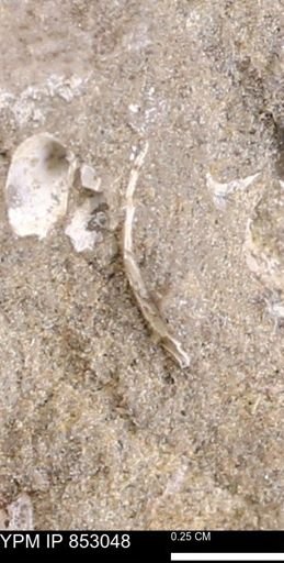 Limopsis striatopunctatus