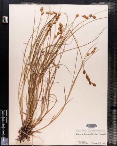 Carex hormathodes