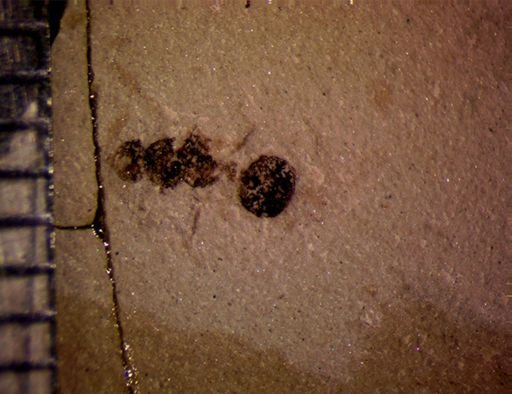 undet. Formicidae
