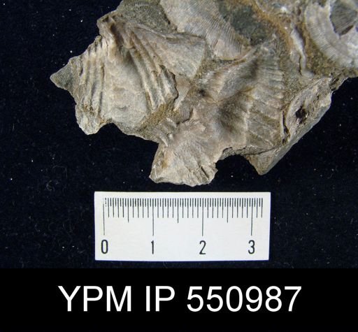 Spirifer gaspensis