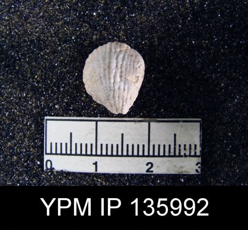 Productus (Dictyoclostus) gratiosus
