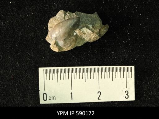Tenuipteria fibrosa