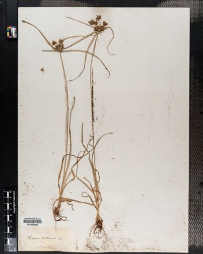 Cyperus