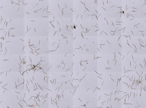 Haliclona oculata