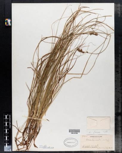Carex foenea