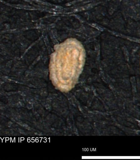 Spirolocammina planula