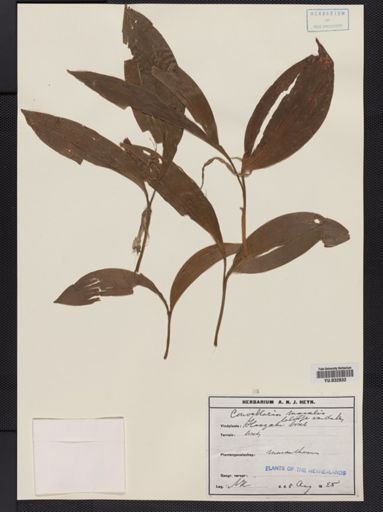 Convallaria majalis