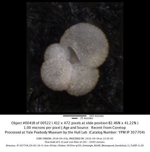 undet. Foraminiferida