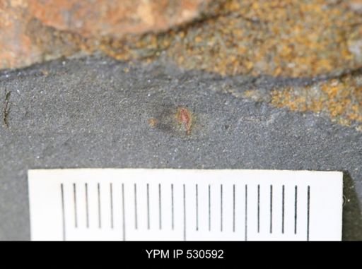 undet. Arthropoda