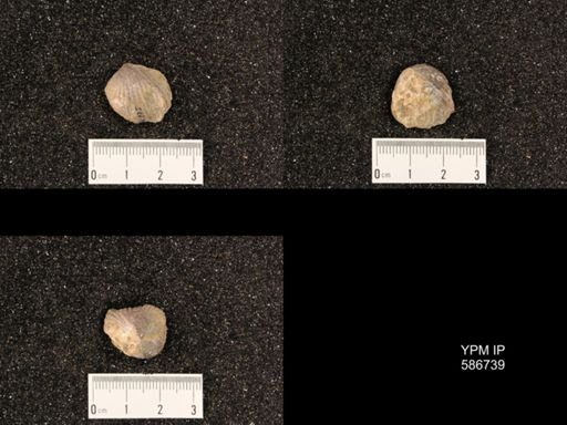 Rhynchonella mutabilis