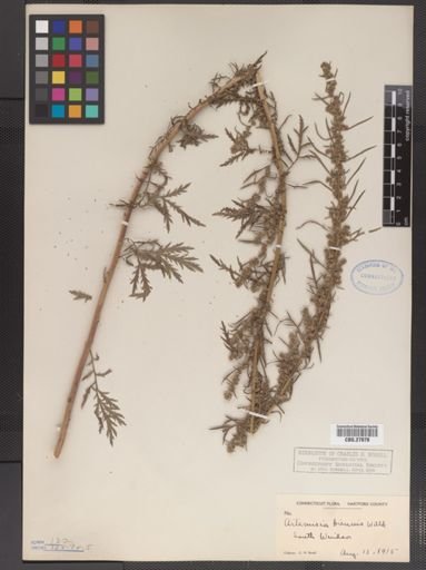 Artemisia biennis