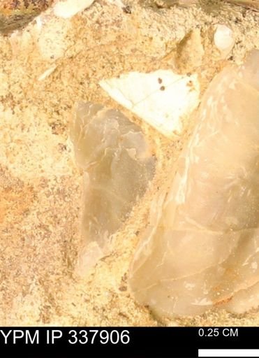 undet. Ostreidae