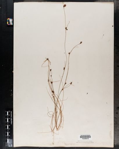 Rhynchospora filifolia