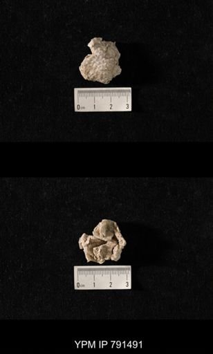 Edriosteges sp.