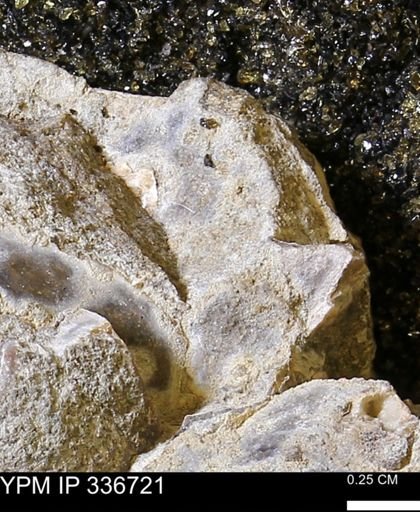 undet. Mollusca