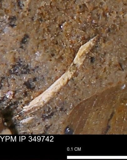 undet. Mollusca