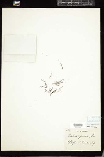 Elachista pulvinata