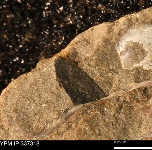 undet. Bivalvia