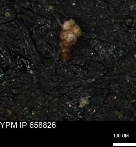 Verneuilinoides kansasensis