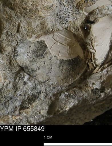 Limopsis sp.