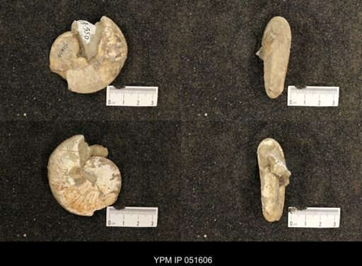 Hoploscaphites nicolletii