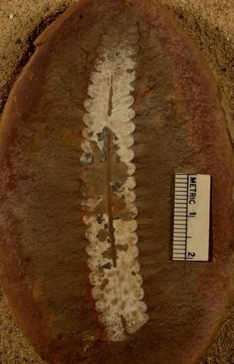Pecopteris sp.