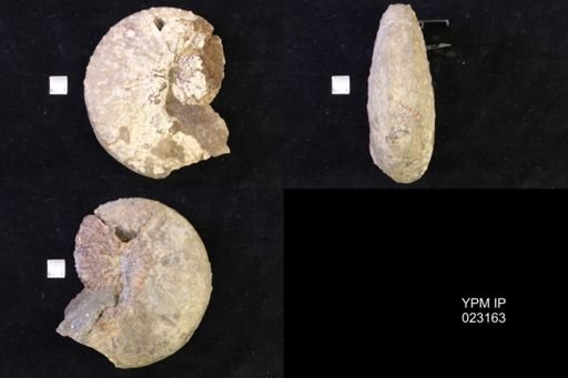 Jeletzkytes nebrascensis