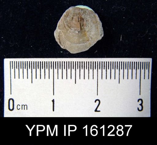 Lingula forbesi