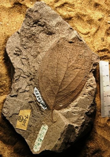 Cornus hyperborea