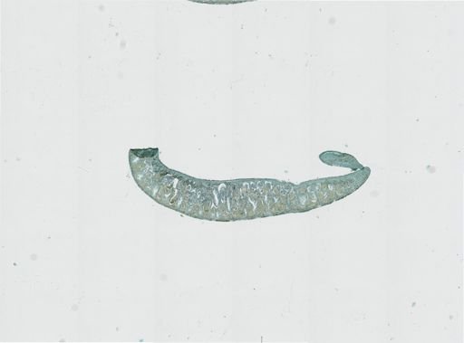 Foviella
