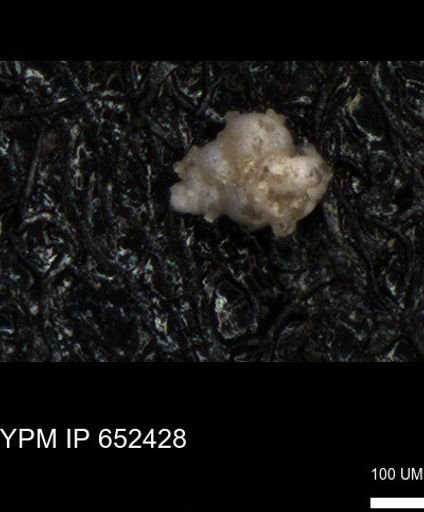 undet. Heterohelicidae