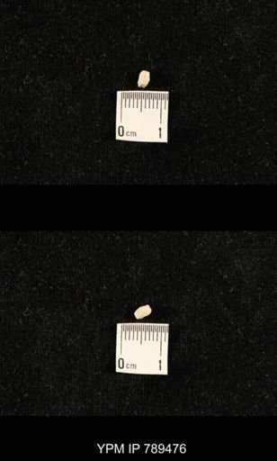 undet. Bryozoa