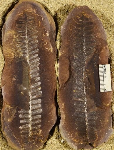 Pecopteris