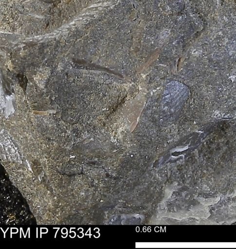 undet. Bivalvia