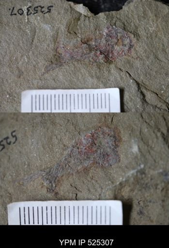 undet. Ichnofossil