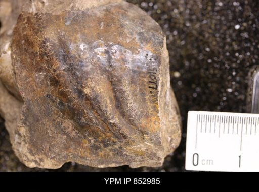 Inoceramus sp.