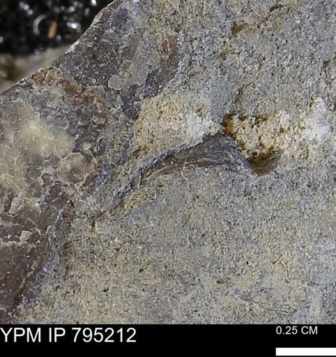 undet. Bivalvia