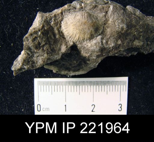 Mclearnites sp.