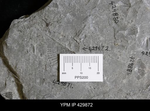 Devonochonetes sp.