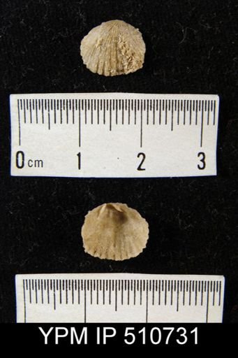 Meekella sp.