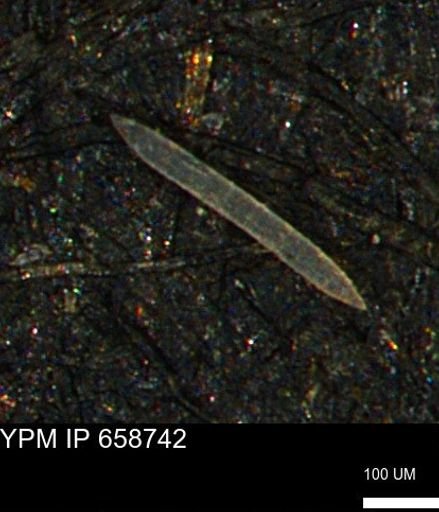 undet. Porifera