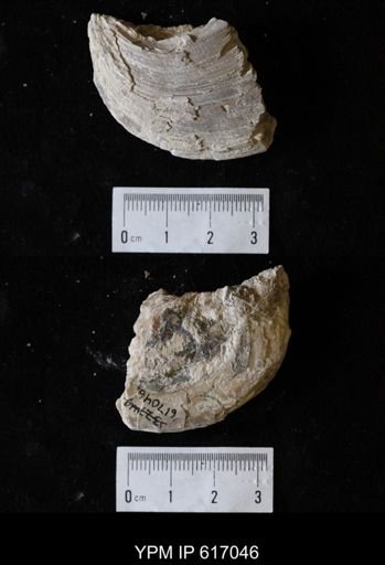 Plesielliptio sp.