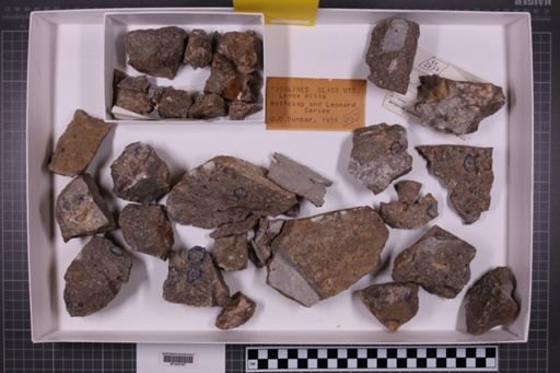 mixed taxa, stratigraphic collection