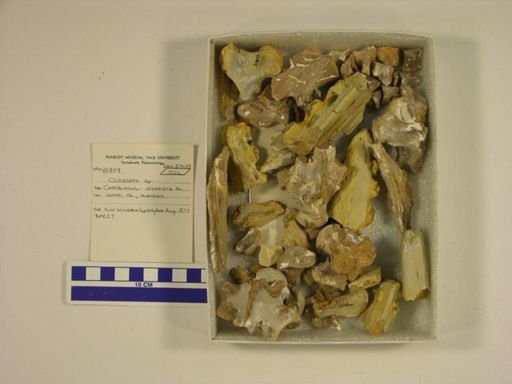 Clidastes sp.