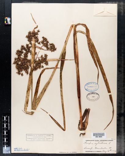 Scirpus sylvaticus